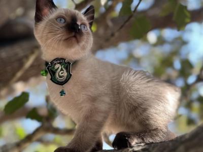 Slytherin - Siamese - Gallery Photo #1