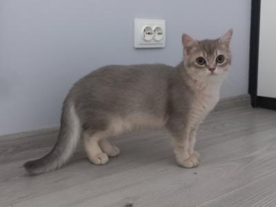 Timmi British Shorthair Male Blue Golden Shaded - British Shorthair - Gallery Photo #1