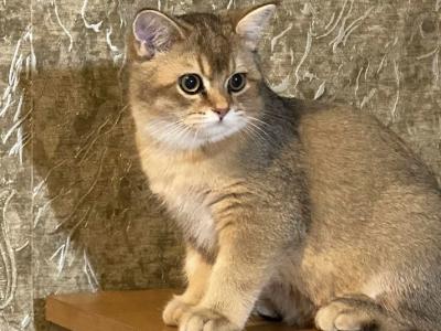 Tayson British Shorthair Male Black Golden Shaded - British Shorthair - Gallery Photo #1