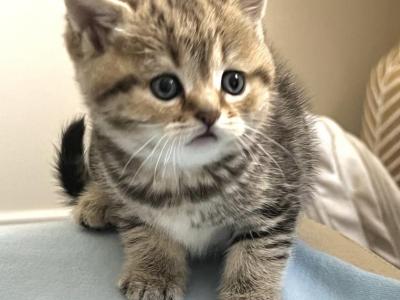 Willa  Exotic Colored Tabby Girl - British Shorthair - Gallery Photo #1