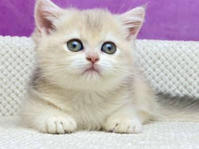 Dasha British - British Shorthair - Gallery Photo #1