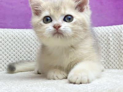 Dambo British - British Shorthair - Gallery Photo #1