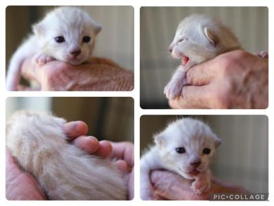 TICA Bengal Litter - Bengal - Gallery Photo #1