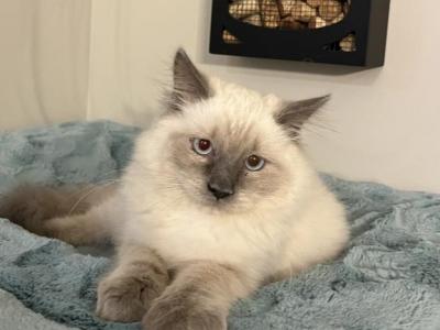 Theo - Ragdoll - Gallery Photo #1