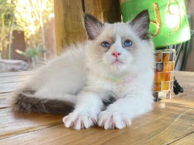 Max - Ragdoll - Gallery Photo #1