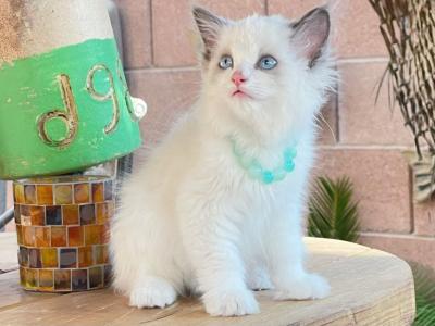 Ethan - Ragdoll - Gallery Photo #1