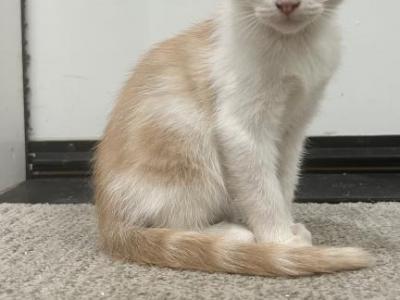 Scottish Fold M - Scottish Straight - Gallery Photo #1