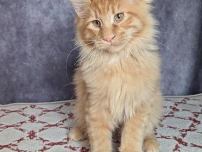 Prince - Maine Coon - Gallery Photo #1