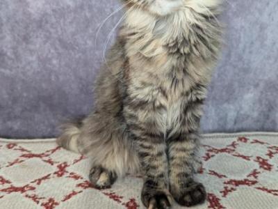 Paris - Maine Coon - Gallery Photo #1