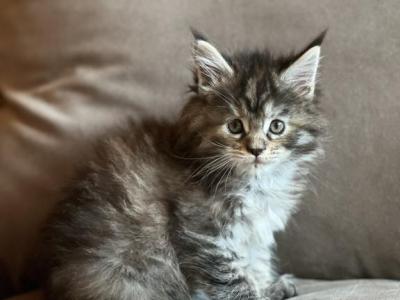 Stormy - Maine Coon - Gallery Photo #1