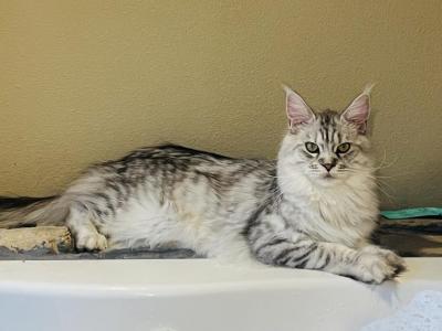 Katniss - Maine Coon - Gallery Photo #1