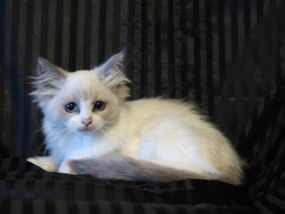 Lily - Ragdoll - Gallery Photo #1