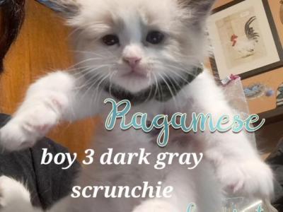 To Be Named - Ragamuffin - Gallery Photo #1