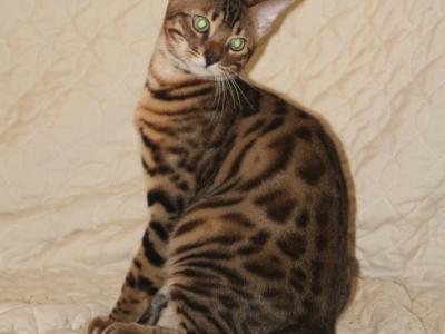 Bruno - Bengal - Gallery Photo #1