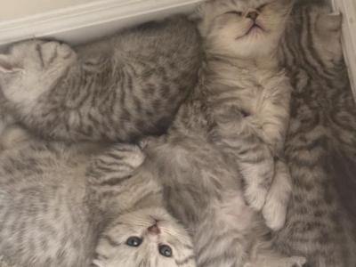 Dexters Babies - Scottish Fold - Gallery Photo #1