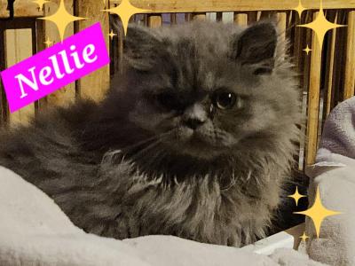 Nellie - Persian - Gallery Photo #1