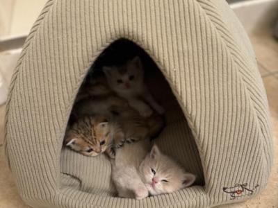 New Litter 3 - British Shorthair - Gallery Photo #1