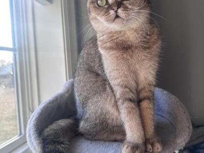 Golden Fold Girl - Scottish Fold - Gallery Photo #1