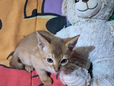 Rusty Red Now Has Deposit - Abyssinian - Gallery Photo #1