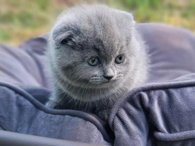 Blue Grey Kittens Fall Litter - Scottish Fold - Gallery Photo #1