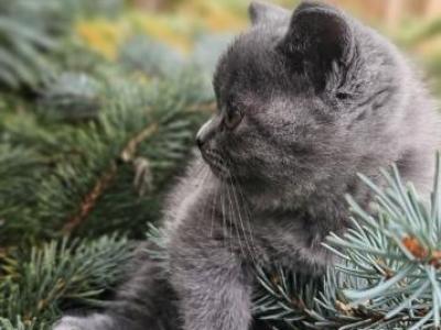 Blue Grey Kittens Straight - Scottish Straight - Gallery Photo #1