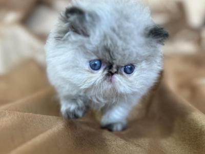 Kingsley Gucci - Persian - Gallery Photo #1