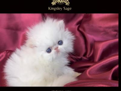 Kingsley Aslan The Lion - Himalayan - Gallery Photo #1