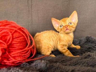 Olov - Devon Rex - Gallery Photo #1