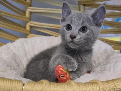 Bilbo - Russian Blue - Gallery Photo #1