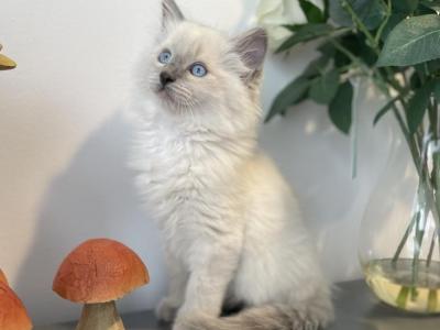 Pure Breed Blue Point Boy TICA - Ragdoll - Gallery Photo #1