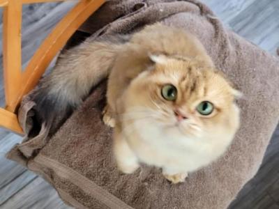 Prince - Scottish Fold - Gallery Photo #1