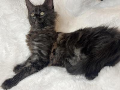 2 Smoke Boys One Black Girl - Maine Coon - Gallery Photo #1