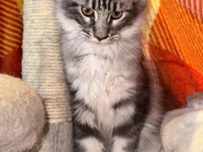 Sweet Baby Girl - Maine Coon - Gallery Photo #1