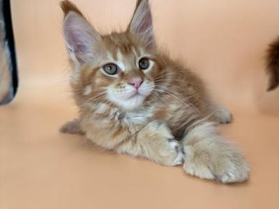 Polydactyl Orange Male - Maine Coon - Gallery Photo #1