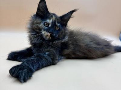 Polydactyl Girl Storm - Maine Coon - Gallery Photo #1