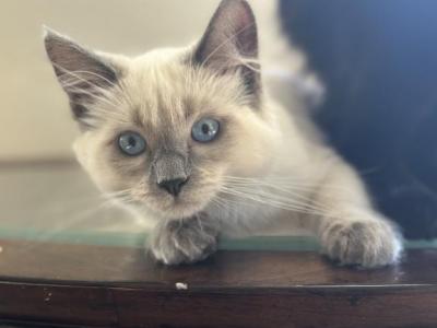 Snowy - Ragdoll - Gallery Photo #1