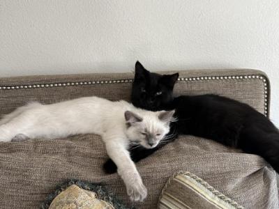 Snowy And Blackie - Ragdoll - Gallery Photo #1