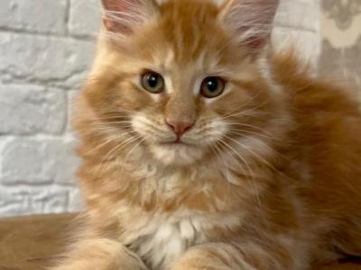 Egor - Maine Coon - Gallery Photo #1