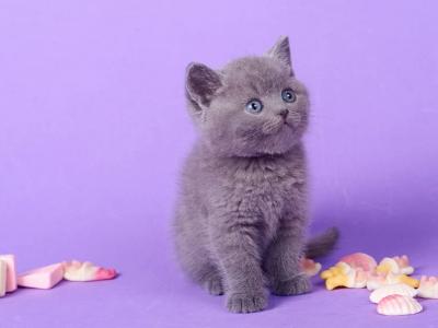 Irbis - British Shorthair - Gallery Photo #1