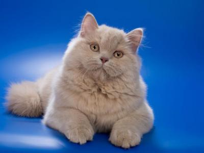 Victorian Longhair - British Shorthair - Gallery Photo #1