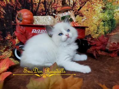 Bluey - Ragdoll - Gallery Photo #1