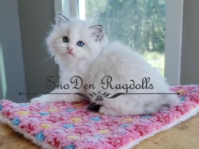 Hercules - Ragdoll - Gallery Photo #1