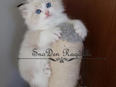 Sam - Ragdoll - Gallery Photo #1