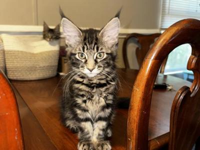 C Litter - Maine Coon - Gallery Photo #1