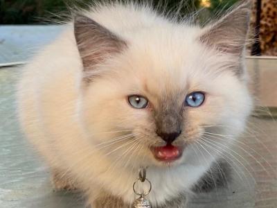 Kitten 1 - Ragdoll - Gallery Photo #1