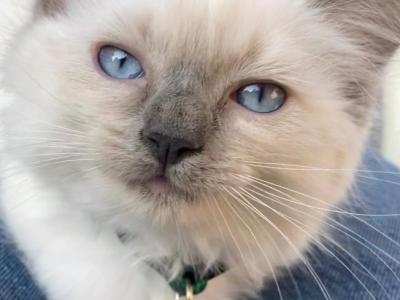 Kitten 2 - Ragdoll - Gallery Photo #1