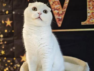 Rehoming Scottish Straight And Scottish Fold - Scottish Fold - Gallery Photo #1