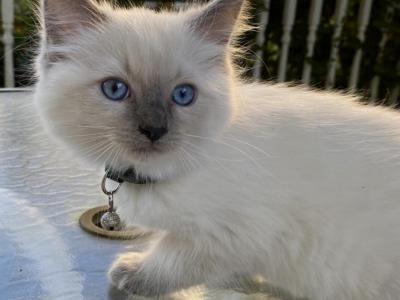 Kitten3 - Ragdoll - Gallery Photo #1