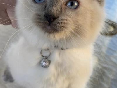 Kitten4 - Ragdoll - Gallery Photo #1