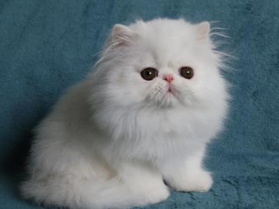 White - Persian - Gallery Photo #1